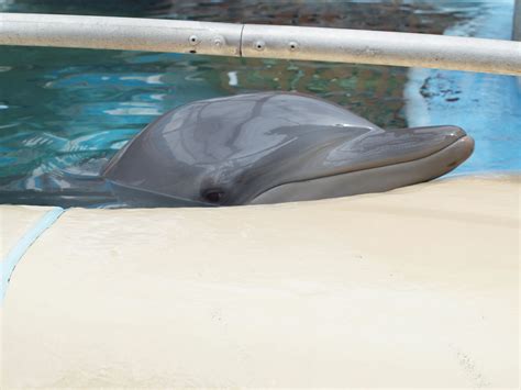 bella dolphin foest